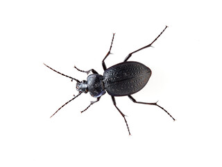 Predatory black beetle on a white background. Carabidae, ground beetle. Carabus dufouri