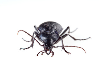 Predatory black beetle on a white background. Carabidae, ground beetle. Carabus dufouri