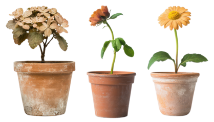 Explore the beauty of unique plant stages in artistic presentation