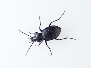 Predatory black beetle on a white background. Carabidae, ground beetle. Carabus dufouri