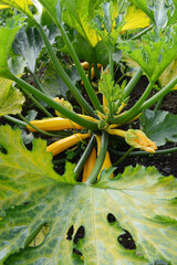 Centre of a zucchini plant with numerous yellow squashes