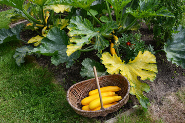 Harvested zucchinis in a basket by a large zuchinni plant
