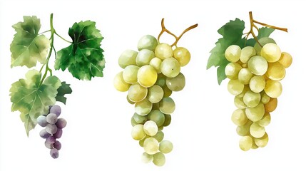 set of green grapes with watercolor illustration on white background
