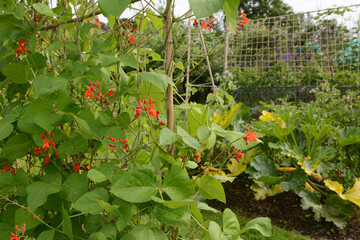 Runner bean vines growing; courgette plants beyond