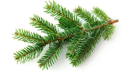 Naklejka premium Close-Up of a Pine Branch with Green Needles