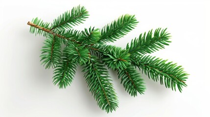 Close-up of a Lush Pine Branch: Nature's Winter Beauty