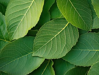 Fototapeta premium a macro view of lush green leaves creates a textured background rich in detail, emphasizing the beauty of nature. the play of light and shadow adds depth to the composition