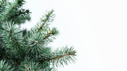 Obraz premium Close-up of Pine Tree Branches: A Symbol of Nature's Resilience