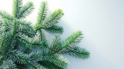 Obraz premium Frosted Pine Branches: A Winter Wonderland Christmas Decor