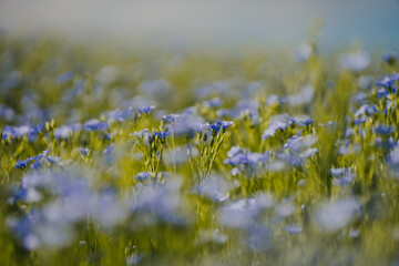 Blühende Leinfelder in idyllischer Landschaft