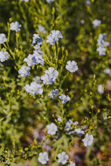 Blühende Leinfelder in idyllischer Landschaft