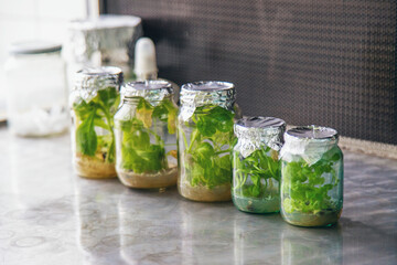 laboratory jars with plants. Selective focus.