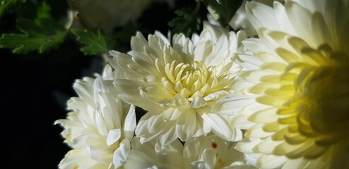 White chrysanthemums in the sun from the shadows, in an autumn bouquet (macro, side view, congratulation).