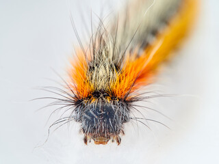 Orange and black hairy caterpillar on a white background. Psilogaster loti, moth genus in the family Lasiocampidae.