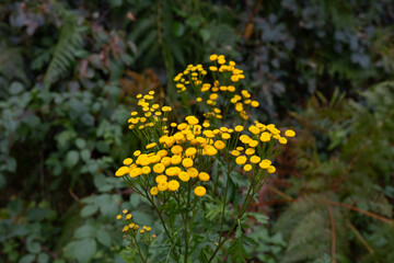 yellow tansy plant (Tanacetum vulgare) in nature