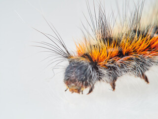 Orange and black hairy caterpillar on a white background. Psilogaster loti, moth genus in the family Lasiocampidae.