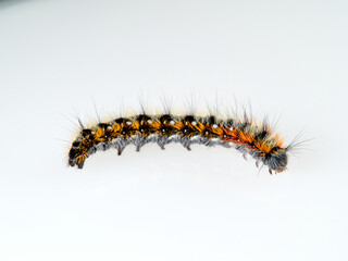 Orange and black hairy caterpillar on a white background. Psilogaster loti, moth genus in the family Lasiocampidae.