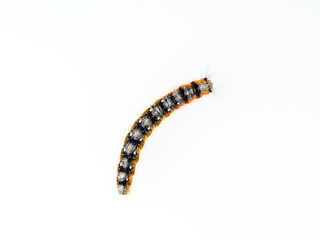 Orange and black hairy caterpillar on a white background. Psilogaster loti, moth genus in the family Lasiocampidae.