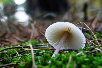 broken mushroom on a thin leg lying on green moss in the forest