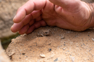 Ranita en el oasis del desierto