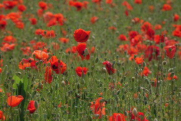 Klatschmohn