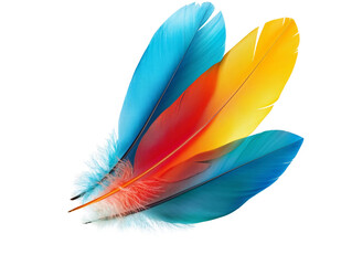 a colorful feather on a white background