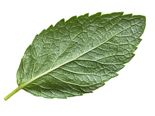 a close up of a leaf