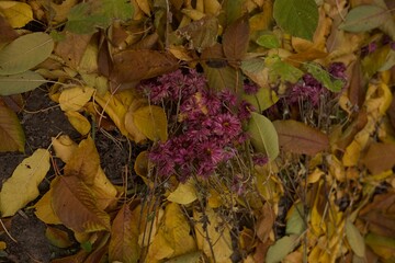 autumn leaves background