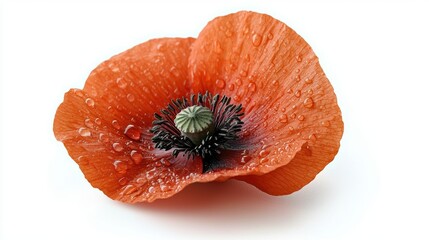 Stunning close-up of a dew-kissed poppy flower showcasing nature's beauty and intricate details