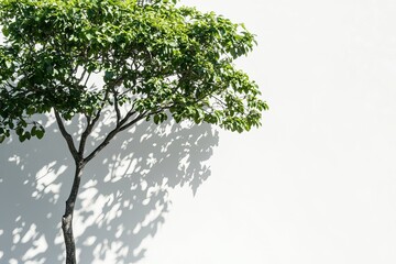 Fototapeta premium Minimalistic photograph of a tree casting shadows against a plain white wall. The composition emphasizes natural light, contrast, and simplicity, capturing an outdoor atmosphere with a clean aesthetic