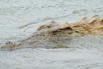 Close-up on the eye of the crocodile emerging menacingly in the water of a river in the Tsavo East national park in Africa