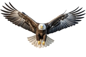Fototapeta premium Bald eagle animal flying bird.