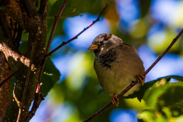 albino sparrow Sparrow with a white head.
