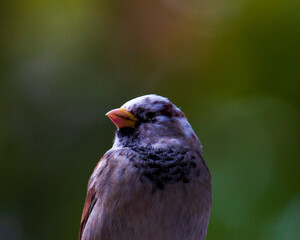 albino sparrow Sparrow with a white head.
