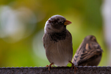 albino sparrow Sparrow with a white head.
