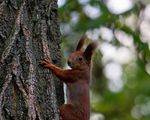 A young red squirrel climbs up a tree. portrait of a squirrel.
