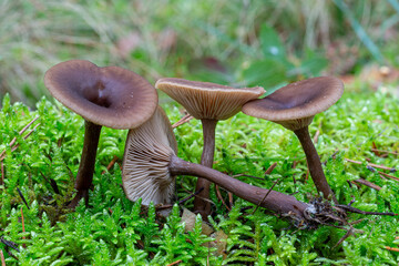 Pseudoclitocybe cyathiformis. Funnel-shaped mushroom, among lichens in pine and oak forests.