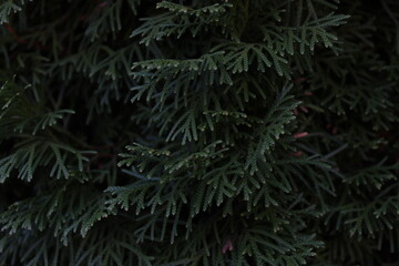 drzew, sosna, roślin, igieł, tekstura, makro, pora roku