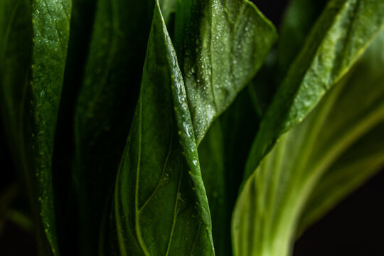 Moody bok choy closeup with water droplets 