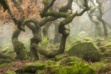 Stunning colorful Autumn Fall landscape during misty morning in Padley Gorge in Peak District