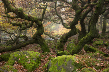 Stunning colorful Autumn Fall landscape during misty morning in Padley Gorge in Peak District
