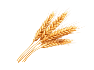 a bunch of wheat on a white background