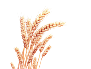 a bunch of wheat on a white background