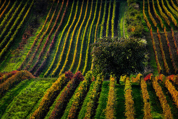 Jesień na Morawach © Krzysztof