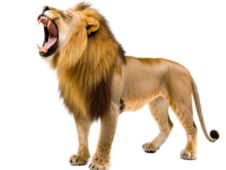 a lion with its mouth open