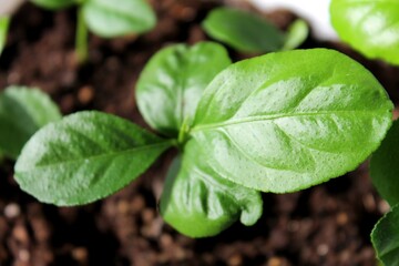 Green plant leaves. Leaves of nature, green plants, backdrop concept. Macro photography. Texture of leaves.