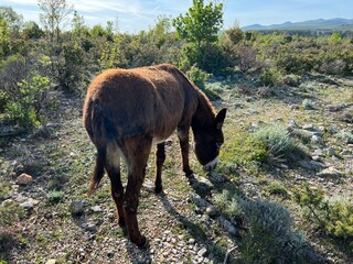 Domestic donkey on the edge of the Zrmanja canyon in the Dalmatian hinterland (Obrovac, Croatia) - Hausesel am Rande der Zrmanja-Schlucht im dalmatinischen Hinterland (Kroatien) - Domaći magarac