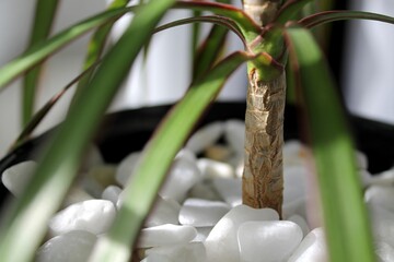 Palm tree trunk. Green plant leaves. Leaves of nature, green plants, backdrop concept. Macro photography. Texture of leaves.