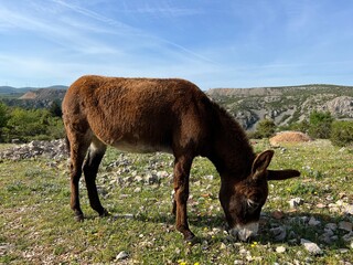 Domestic donkey on the edge of the Zrmanja canyon in the Dalmatian hinterland (Obrovac, Croatia) - Hausesel am Rande der Zrmanja-Schlucht im dalmatinischen Hinterland (Kroatien) - Domaći magarac