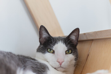 white and grey domestic grumpy cat looking at the camera.